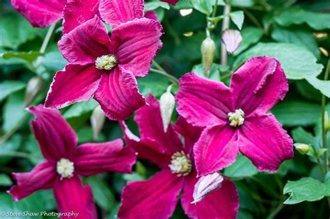 Gardener's hq guide to growing jungle geranium and flame of the woods. C. Burning Love | Clematis, Burning love, Plants