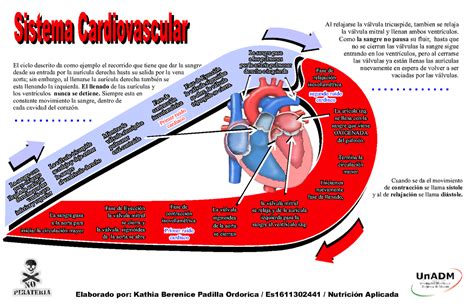 Infografia Corazon Infografía De Como Funciona El Corazón Sistema