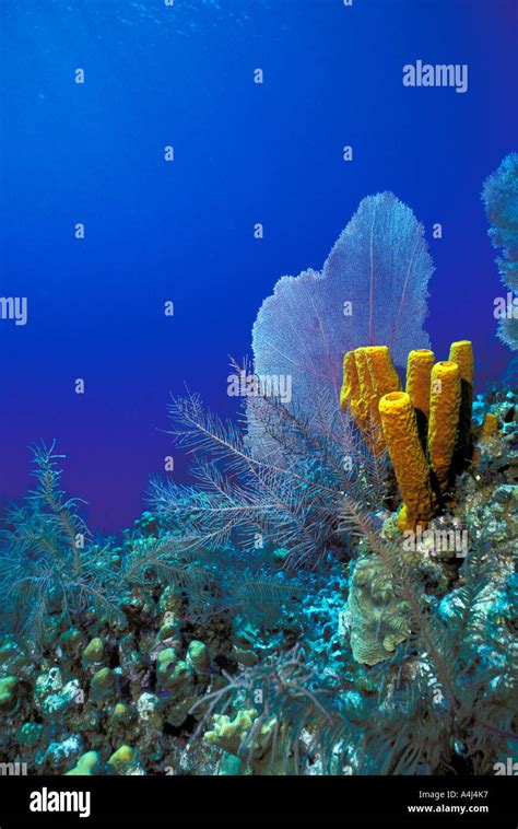 Underwater Coral Reef Bright Colors Of A Sea Fan Yellow Sponges Soft
