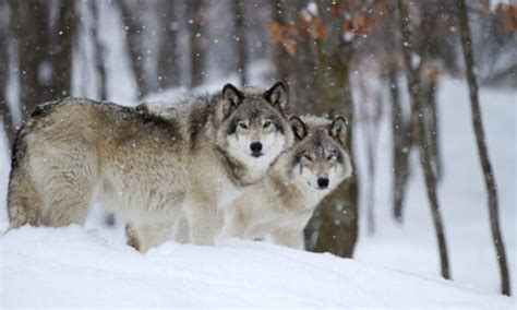 Discover 3 Extinct Wolf Species A Z Animals