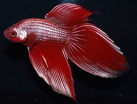 Hd Wallpaper Betta Colorful Fighting Fish Siamese Tropical Sea