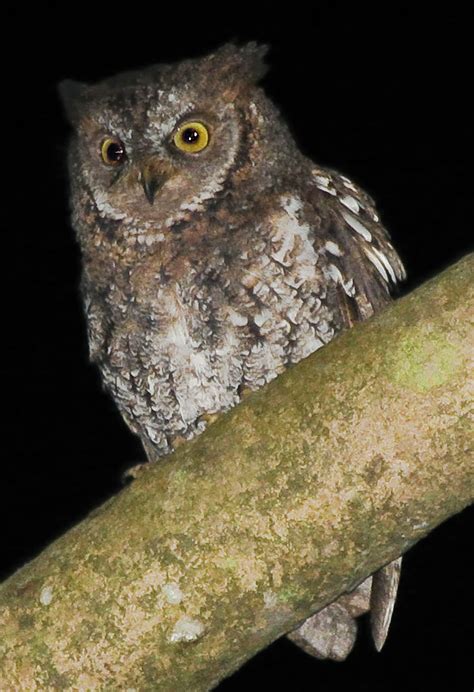 New Owl Species Found The Spokesman Review