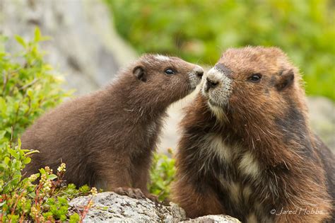 More vancouver island marmots are also being bred in captivation before being released back to the nature. Photo Gallery | The Vancouver Island Marmot Recovery ...