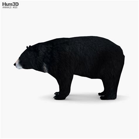 Asian Black Bear Low Poly Rigged 3d 모델 동물 On Hum3d
