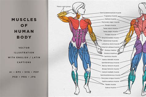 Muscles Of The Human Body Illustration Creative Market
