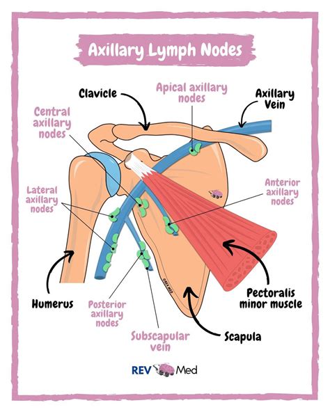 Axillary Lymph Nodes Definition Anatomy And Location