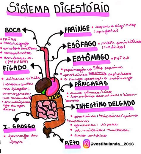 Mapa Mental Sistema Digestorio Askschool