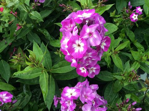 Phlox Paniculata ‘laura Large Fragrant Lavender Pink Flowers2x 13cm