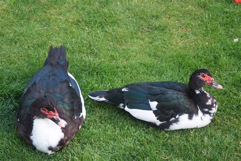 Muscovy Ducks Breed Information Omlet