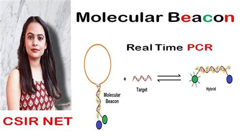 Molecular Beacon Probe Real Time Pcr Csir Ugc Net Youtube