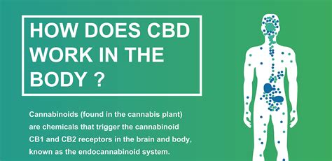 How Does The Human Body Process Cbd