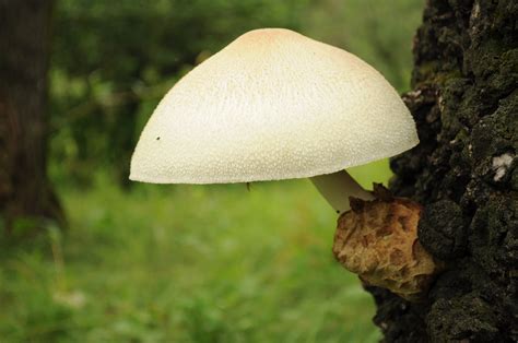 Large Mushroom Free Stock Photo Public Domain Pictures