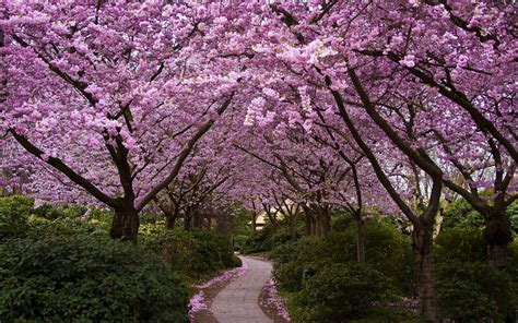 1920x1080 Landscape Cherry Blossom Trees Path Nature Wallpaper  803