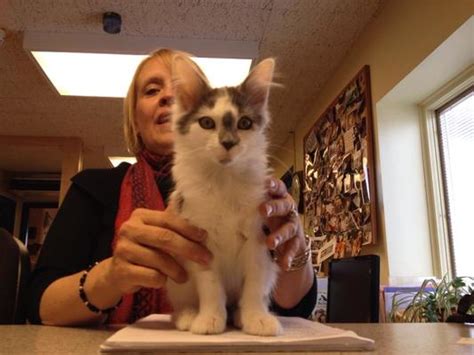 Miracle Kitten From Microwave Video Has A Home Life With Cats
