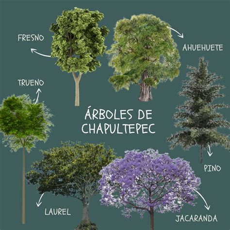 Details 48 Nombres De árboles Forestales Abzlocalmx