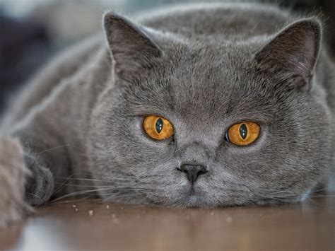 Cats Glance Snout Grey Hd Wallpaper Rare Gallery