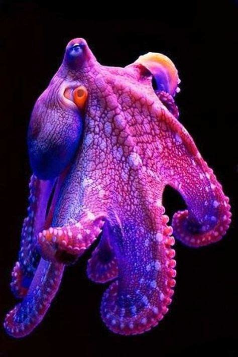 34 Ideias De Octopus Criaturas Marinhas Vida Marinha Animais Marinhos