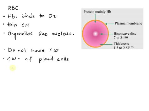 Solved Do Red Blood Cells Have A Cell Wall According To An Answer In