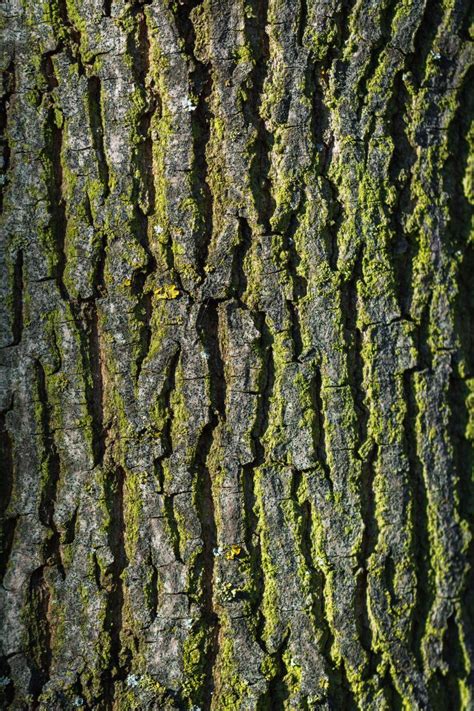 Tree Bark Texture Vertical Copyright Free Photo By M Vorel