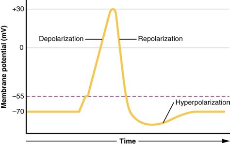 Action Potential Definition Steps Phases Role And Summary
