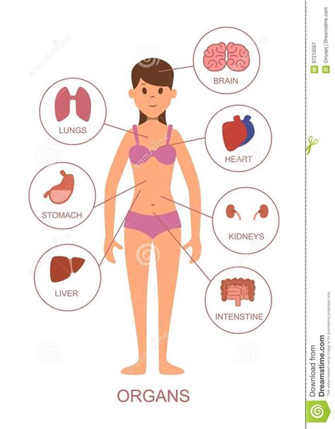 Órganos Internos Del Cuerpo Humano Anatomía Del Cuerpo Femenino Ilustración Del Vector