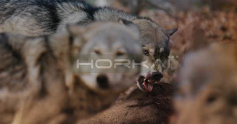 Extra Long Close Shot Of Wolf Feasting On Carcass Snarling Close Up