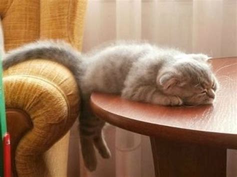 35 Funny Photos Of Cats Caught Sleeping Cat Fancast