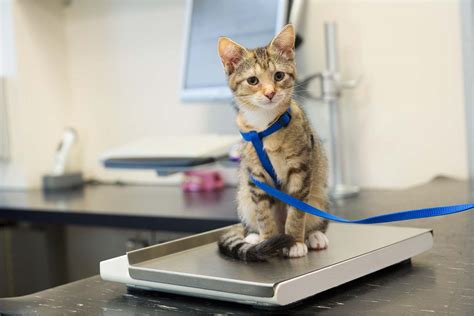 finding a healthy weight for your cat weight chart askvet