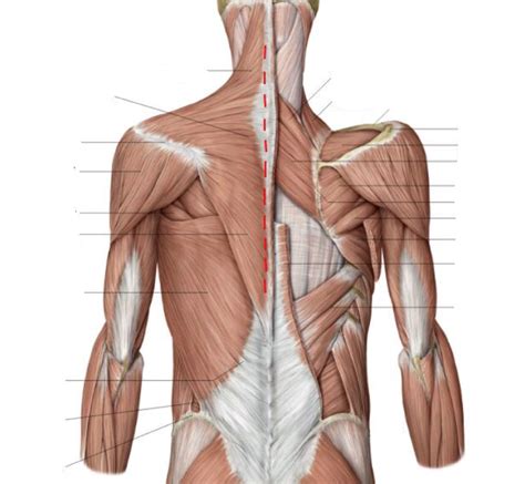 Muscles Of The Back Diagram Quizlet