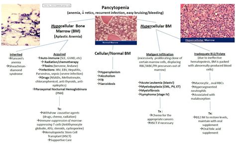 Pancytopenia Differential Diagnosis Algorithm Pancytopenia GrepMed
