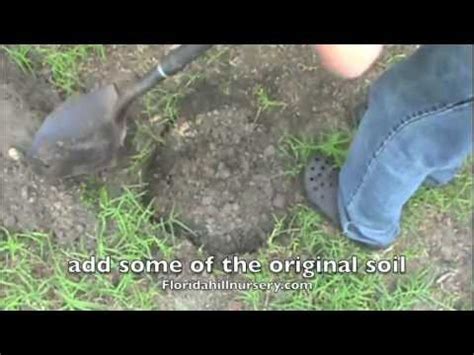 When Is Best Time To Transplant Elephant Ears - How To Keep Elephant Ears From Spreading