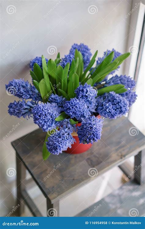 Bouquet Of Beautiful Blue Hyacinths Close Up Spring Flowers In Red