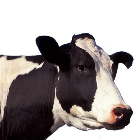 Cow Png Image Purepng Free Transparent Cc0 Png Image Library