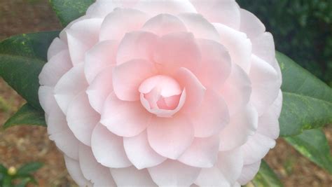 Camellias Are Wonderful For Winter Flowers