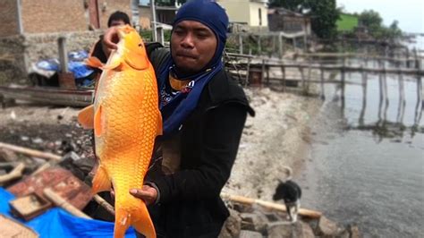 Paus bergigi → konsumen ke iv. mancing ikan mas besar di Danau Toba - YouTube