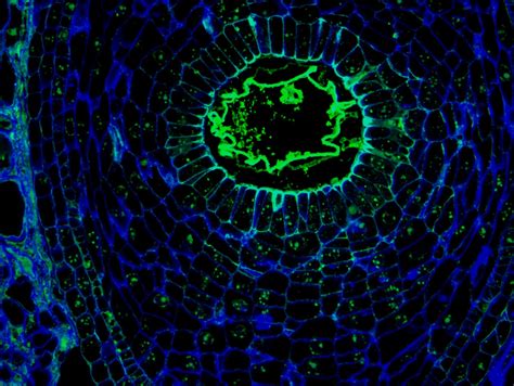 What Is The Type Of Tissue Located Between The Nucellus And Embryo Sac