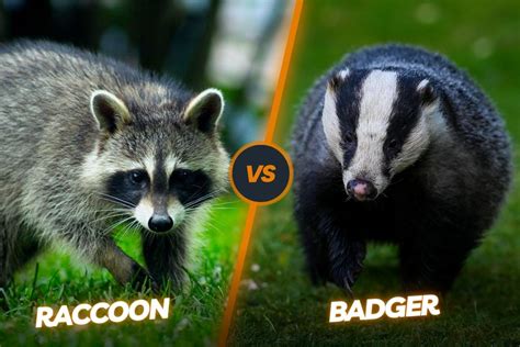 Badger Vs Raccoon The Stripe Faced Predator And Masked Bandit