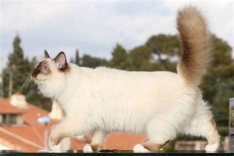Don't miss what's happening in your neighborhood. Birman cat price range. Birman kittens for sale cost. Best ...
