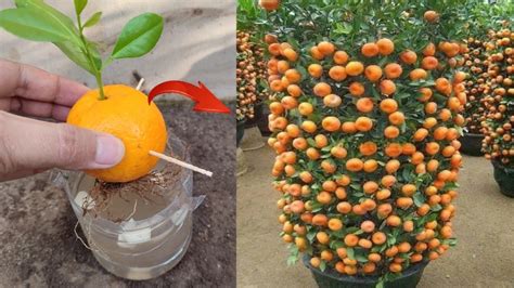 Unique Way How To Grow Oranges Tree With Orange Fruit In Water Youtube