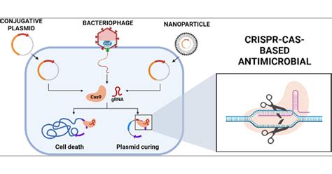 CRISPR Cas Based Antimicrobials Design Challenges And Bacterial