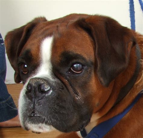 Boxers A Unique And Intriguing Breed Of Dog Vet Help Direct