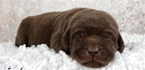 Check out our upcoming litters by clicking link below. CHOCOLATE LABRADORS | AKC Registered Labradors North Texas