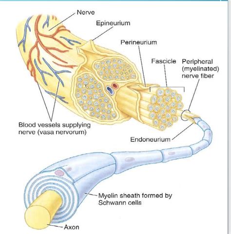 Structure Of Peripheral Nerve