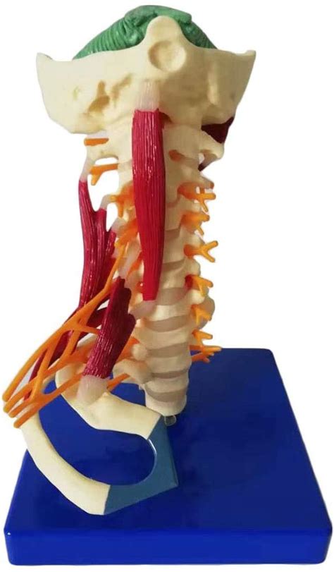 Buy Zjliudp Cervical Spine Model Life Size Human Cervical Carotid