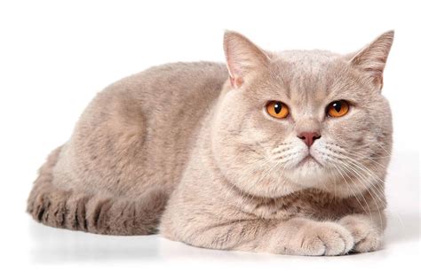 What Is The Rarest Color Of British Shorthair Rankiing Wiki Facts