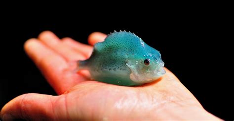 Atlantic Canada gets clued up on cleaner fish ...
