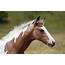 Horse For Sale  Stunning Buckskin And White Warmblood Colt