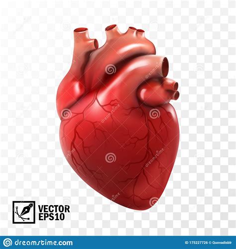 3d Realistic Vector Isolated Human Heart Anatomically Correct Heart