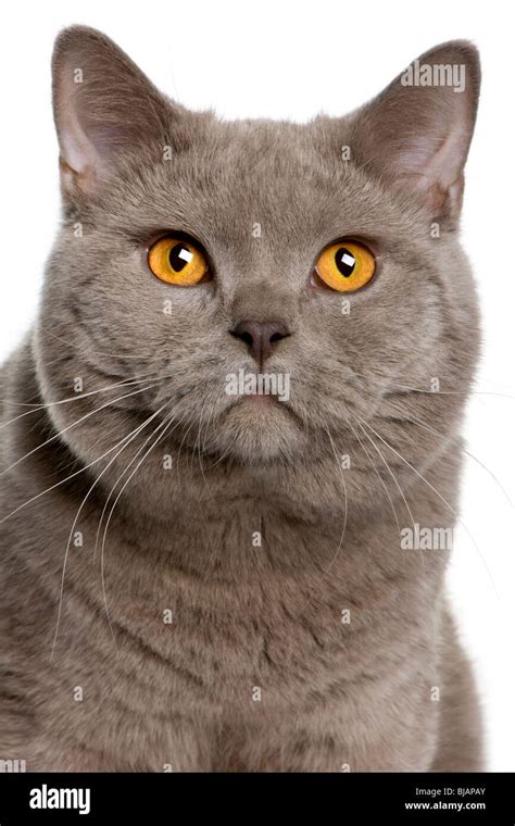 Close Up Of A British Shorthair Cat 10 Months Old In Front Of A White