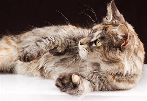 Top 8 Kid Friendly Cat Breeds Petguide